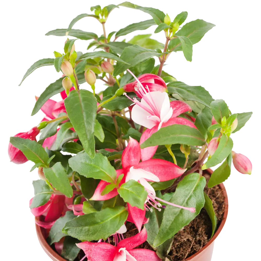 Фуксия Santreyd - цветущая балерина в вашем саду 15983337 STLM-0006520 - Вид №1