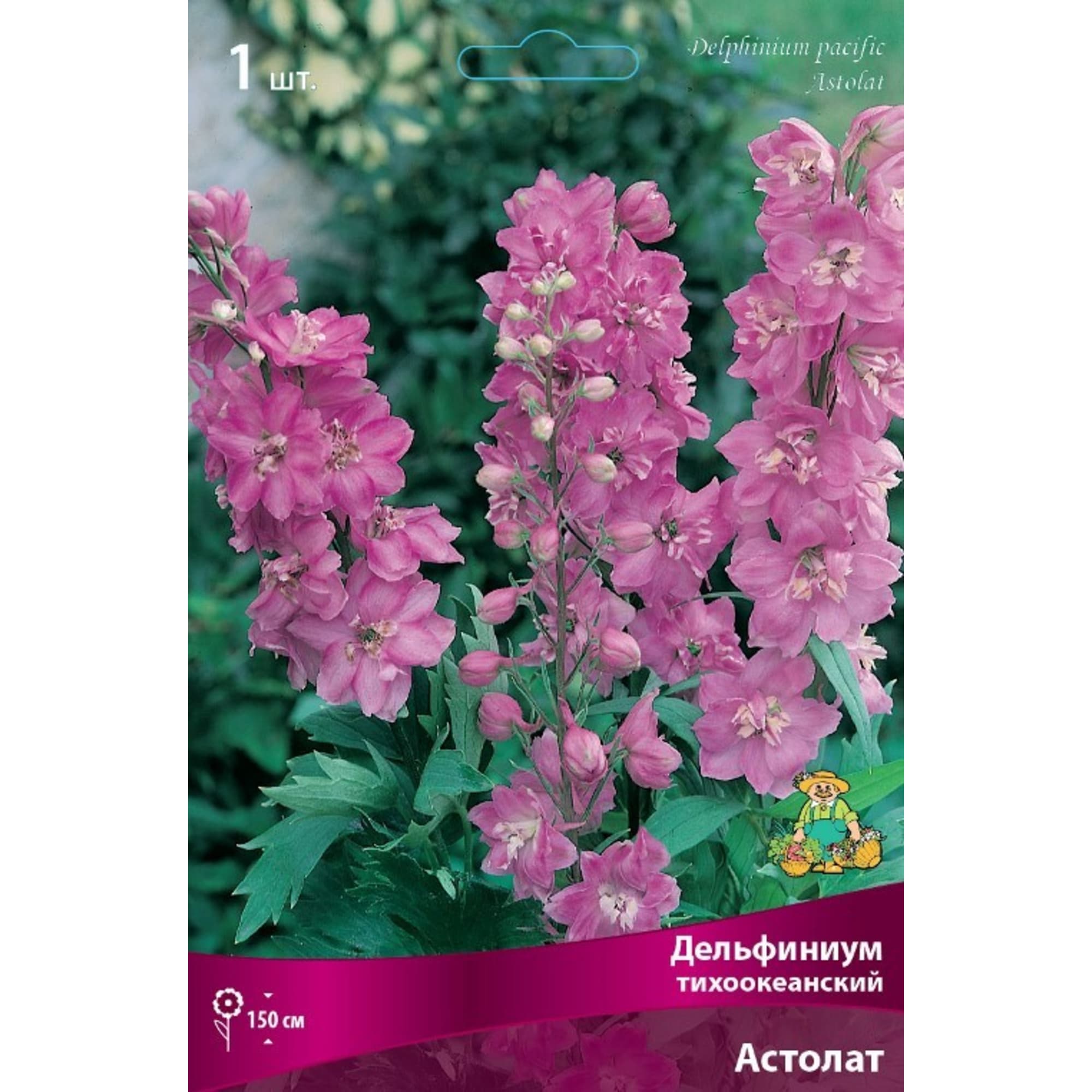 Дельфиниум тихоокеанский Астолат луковица I Santreyd 83599256