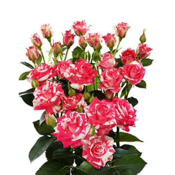 Роза тр файрворкс 70 см Santreyd 24694 - Вид №1