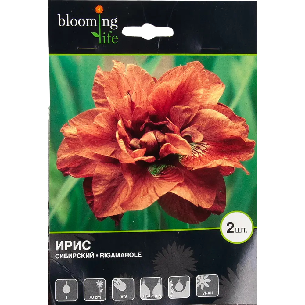 Ирис сибирский «Ригамароле» BLOOMING LIFE STLM-2186252