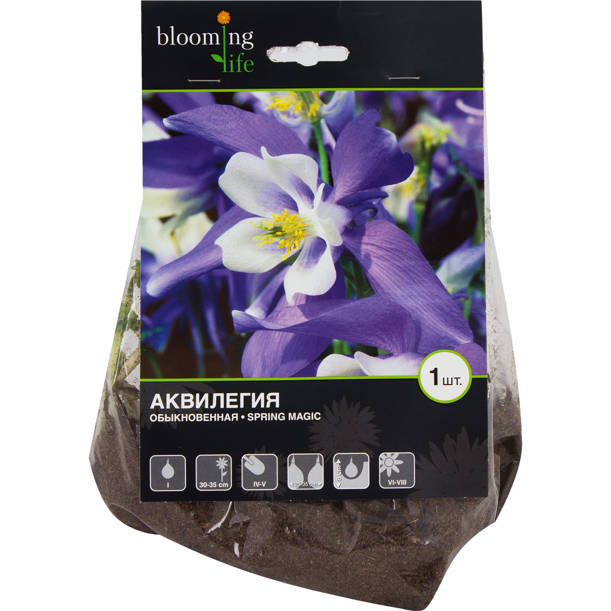 13498282 Аквилегия Спринг Меджик I Santreyd 