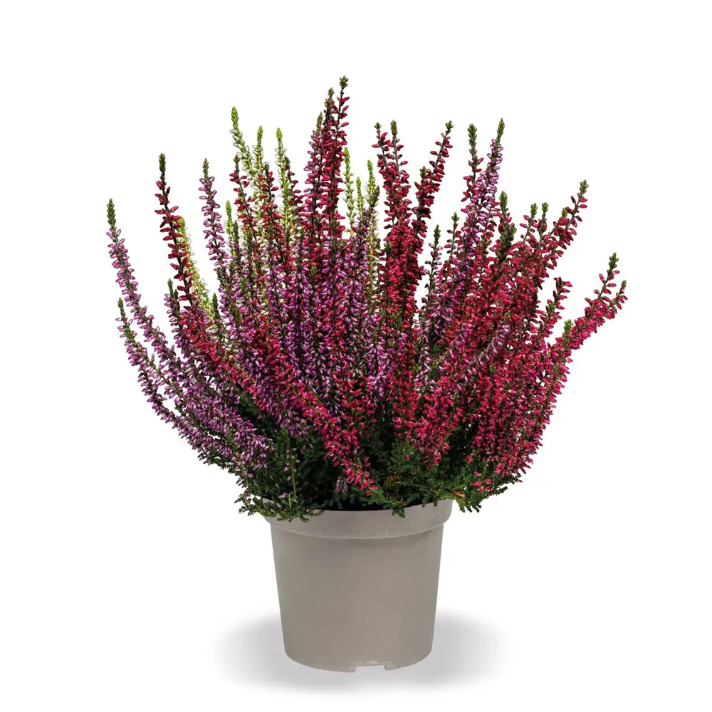 Вереск Трио Герлз - композиция трех сортов с разноцветным цветением 89389751 Santreyd STLM-1583064