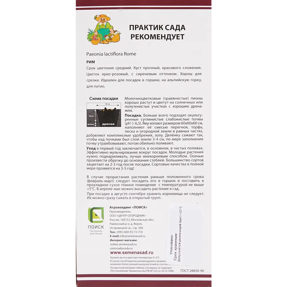 Пион молочноцветковый «Рим», размер луковицы I Santreyd STLM-2063347 - Вид №2