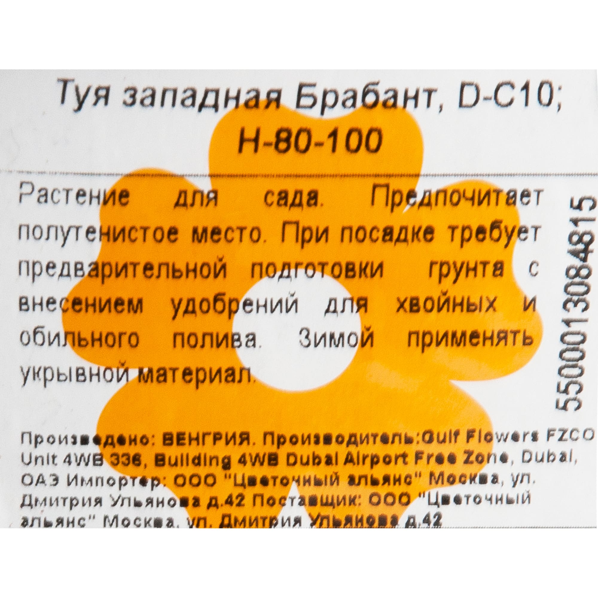 82601684 Туя западная «Брабант» 28x90 см Santreyd  - Вид №1