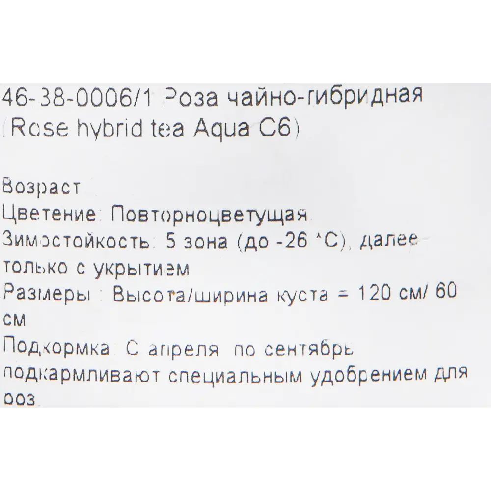 Роза чайно-гибридная «Аква» розовая 24x70 см PLANTMARKET STLM-2099873 - Вид №1