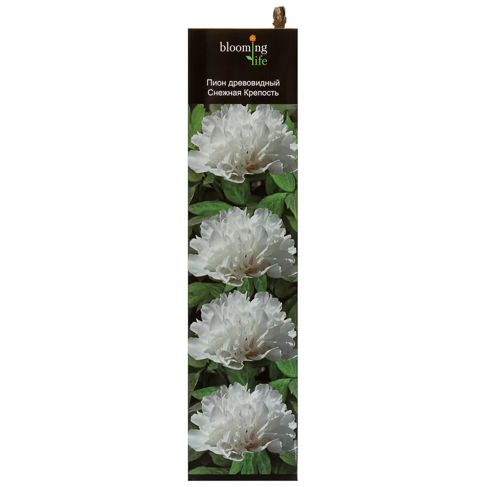 Пион древовидный «Снежная крепость» (в тубе) 81948481 STLM-2040711 Santreyd 