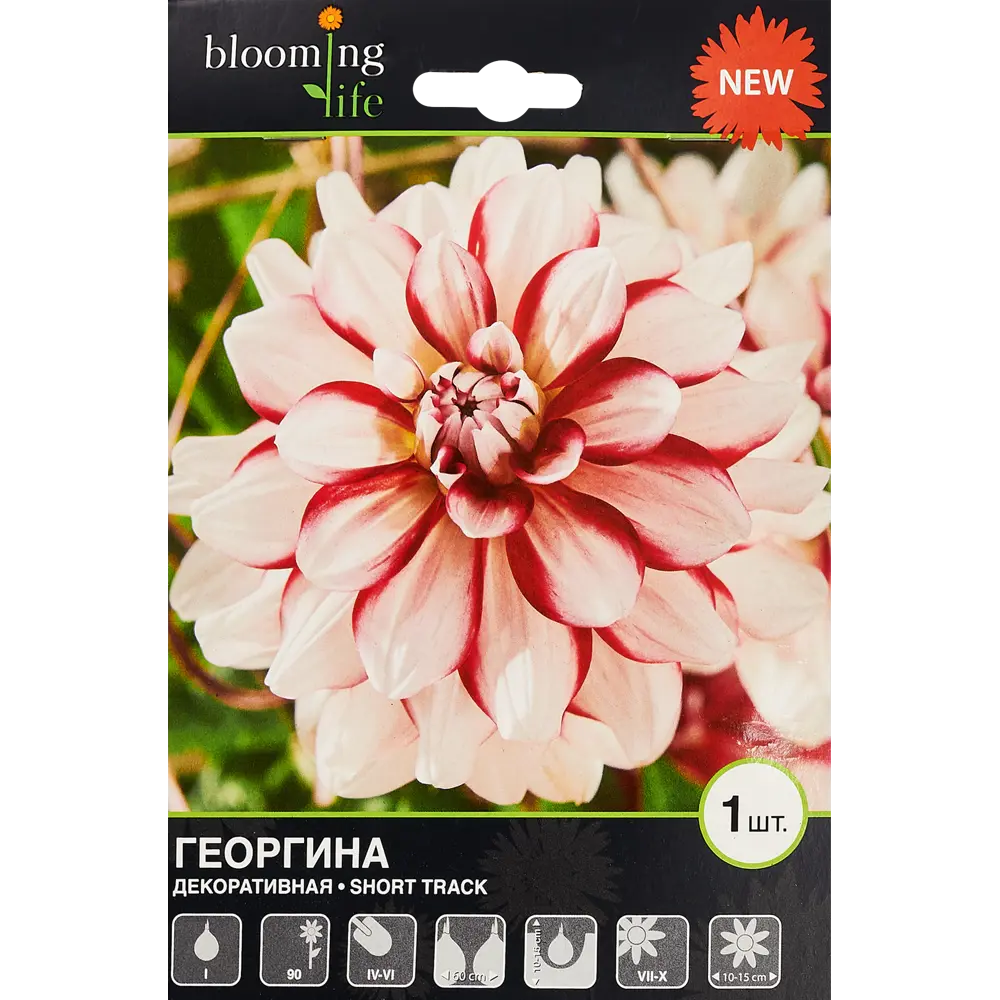 Георгина декоративная Шорт Трек 1 шт BLOOMING LIFE STLM-2188364