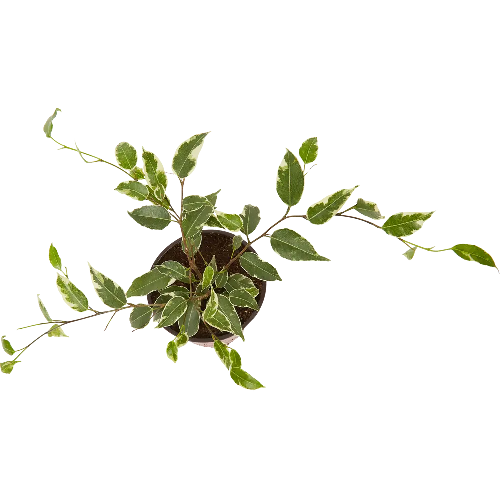 Фикус Бенджамина Голден Кинг от Santreyd — элегантное комнатное растение 82741526 STLM-0964615 - Вид №1