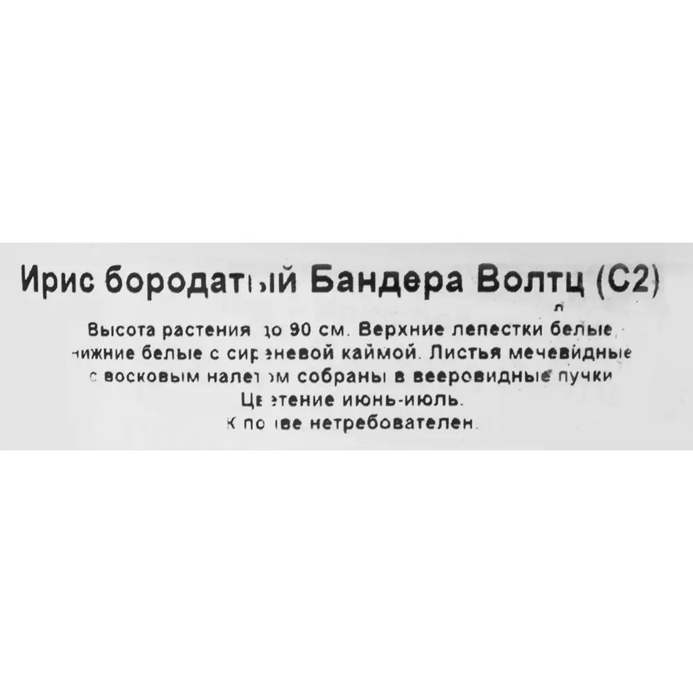 Ирис бородатый Бандера Волтц ø17 h30 см 85324909 STLM-2199153 Santreyd  - Вид №1