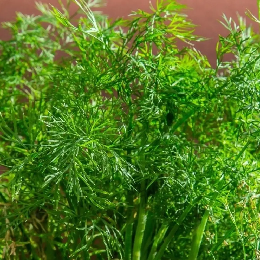 Семена Укроп «Дальний» САДОК STLM-2025291