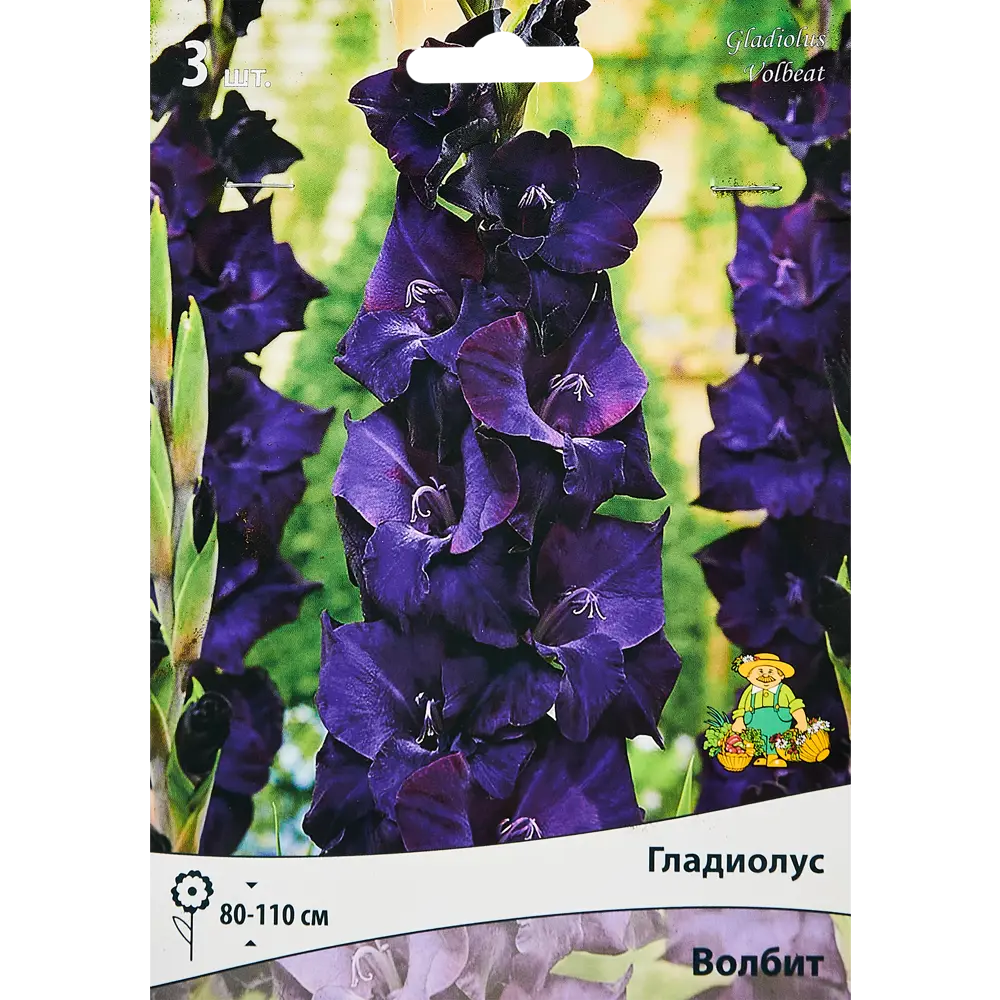 Гладиолус крупноцветковый Волбит, 3 шт ПОИСК STLM-2058543