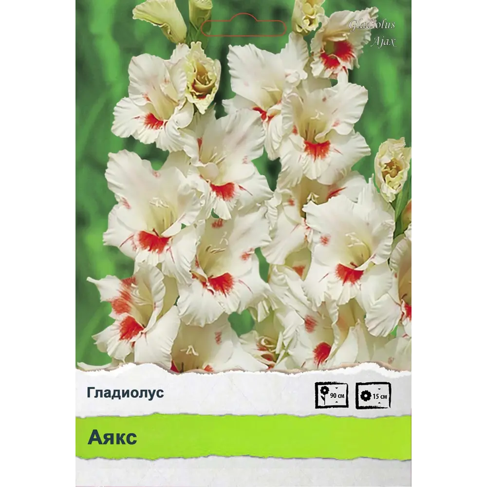Гладиолус 89452249 STLM-2182651 ПОИСК 