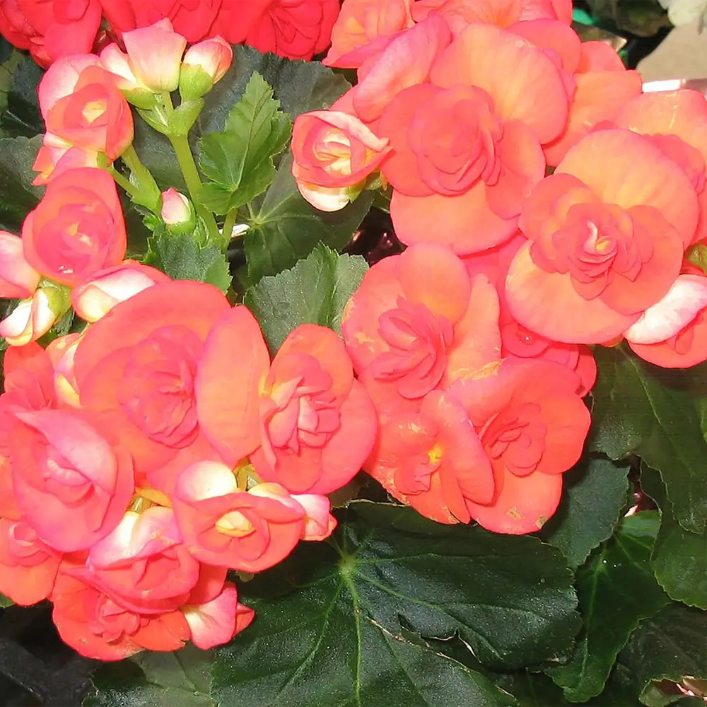 Бегония Dubl Mix 9х25 см 11305344 STLM-2114772 Santreyd 