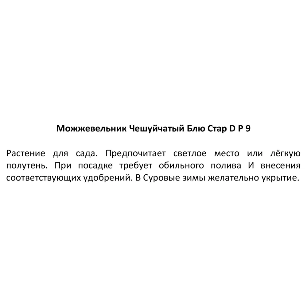 Можжевельник чешуйчатый Блю Стар ø9 h15 см 87718609 STLM-2129205 Santreyd  - Вид №2