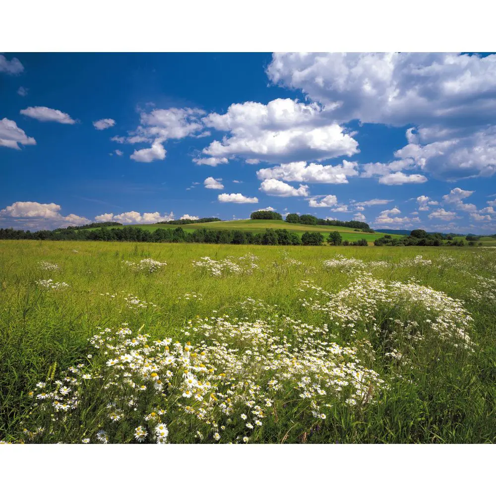 Фотопанно бумажное «Meadow» 368х254 см 17832014 STLM-2006601 Komar 