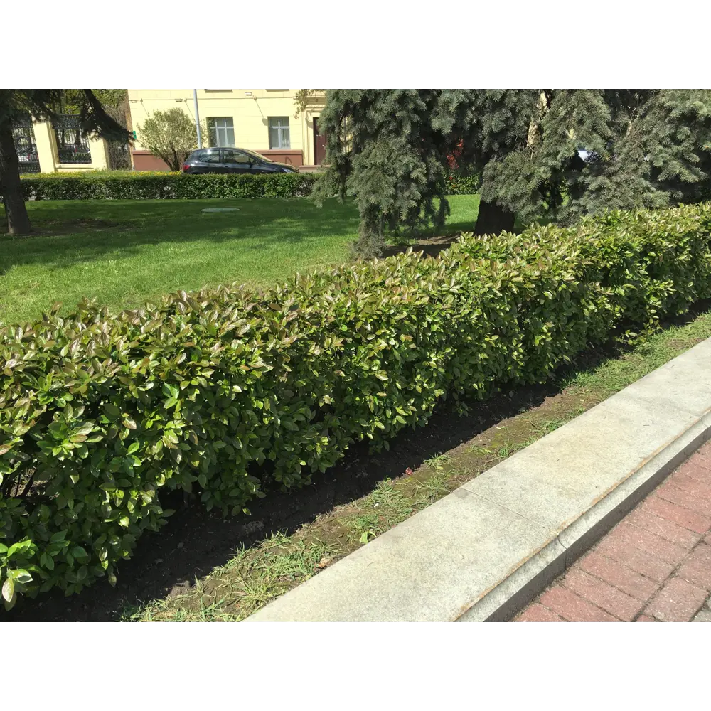 Кизильник блестящий 9x15 см PLANTMARKET STLM-2182413
