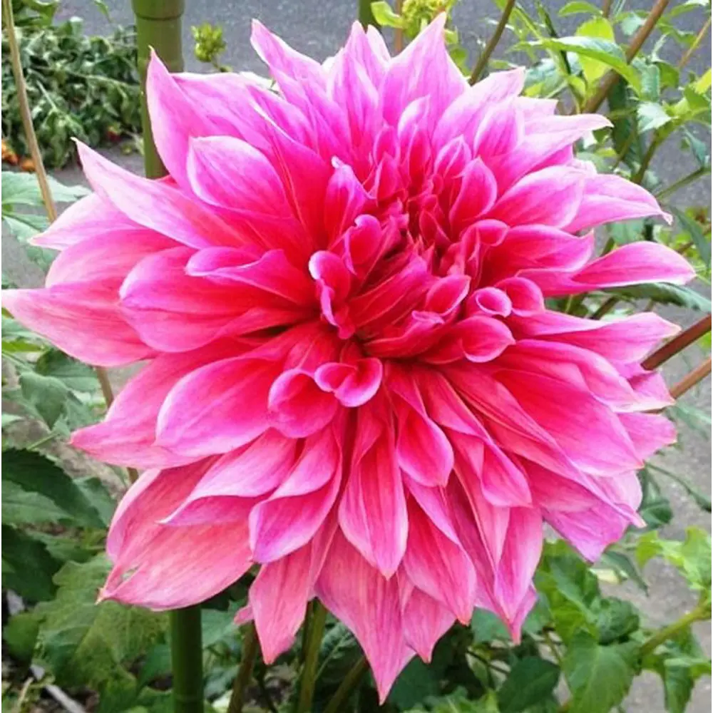 Георгина декоративная Маки 1 шт BLOOMING LIFE STLM-2152457
