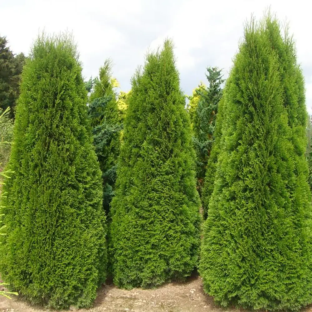 Туя западная Smaragd 80-100x40 см С7.5 ГАВРИШ STLM-2079809