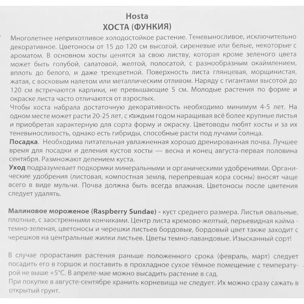 Хоста гибридная Расберри Сандей ПОИСК STLM-2118597 - Вид №2