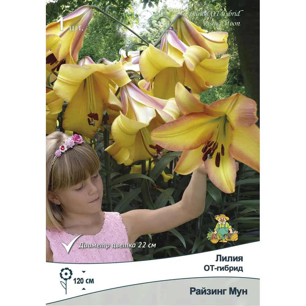 Лилия ОТ-гибрид Райзинг Мун ПОИСК STLM-2086364