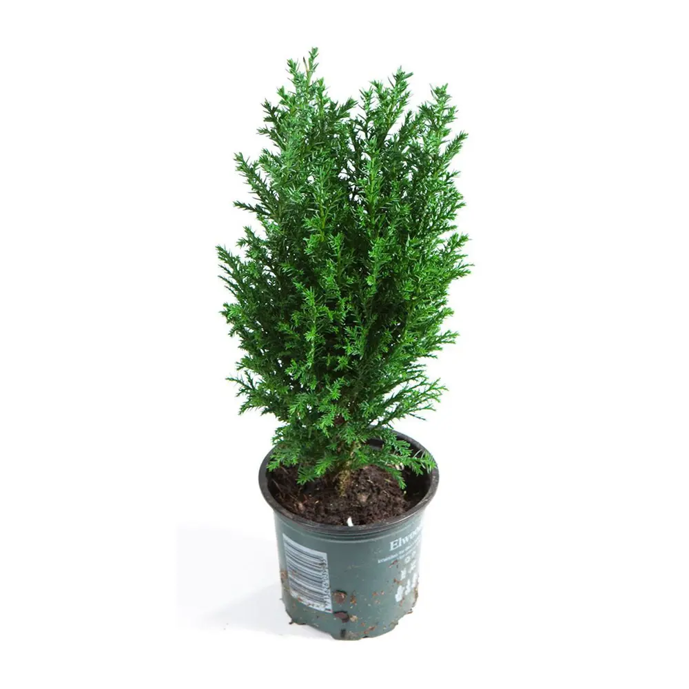 Кипарисовик Элвуди, D9, H30 Santreyd STLM-2001397