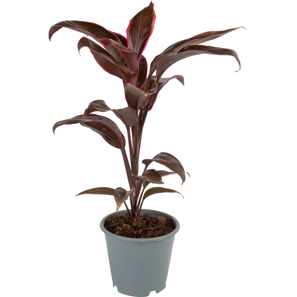 Кордилина Santreyd — изящное комнатное растение с ароматными цветами 85062750 STLM-0058088