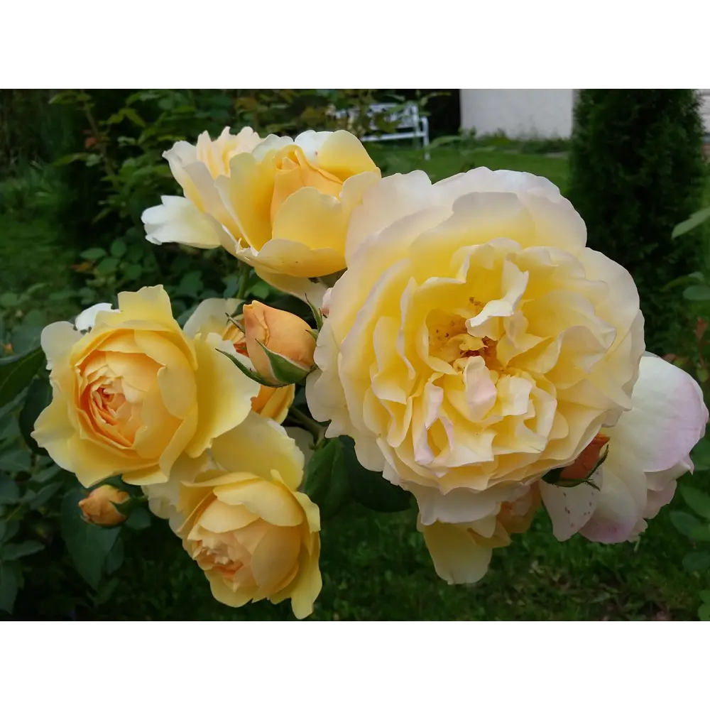 Роза парковая «Грэхам Томас» 19x55 см PLANTMARKET STLM-2193179 - Вид №2