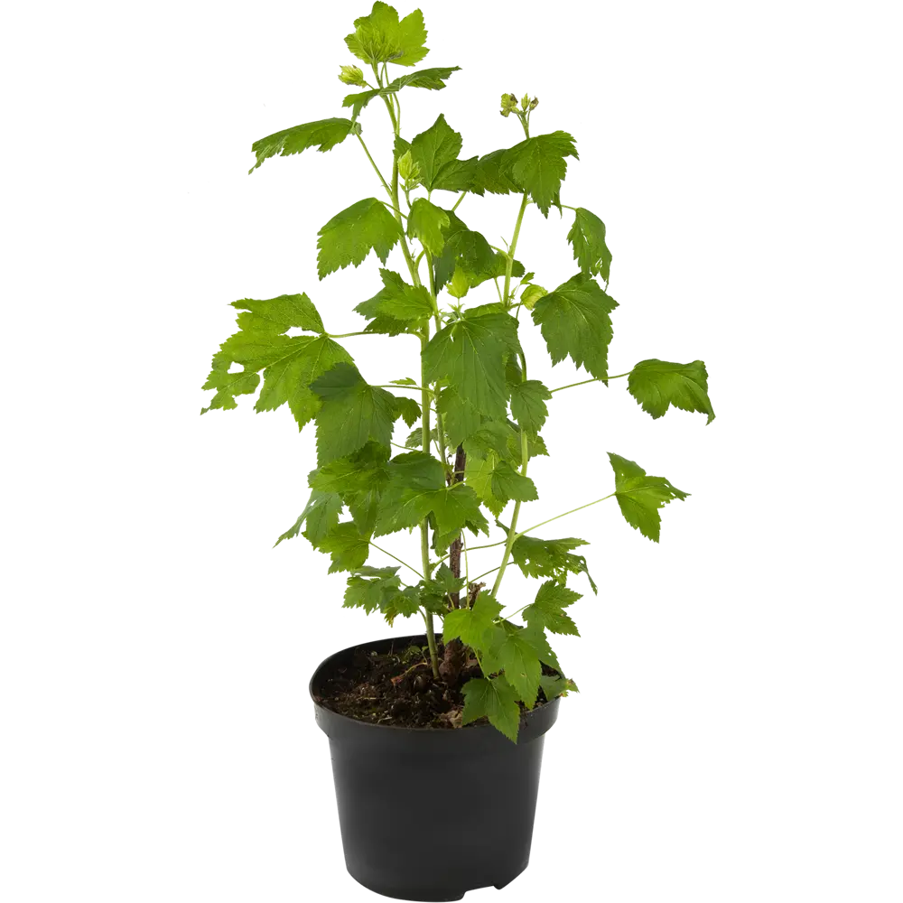 Смородина чёрная «Дачница» С3-С4 81969355 STLM-2075217 PLANTMARKET 