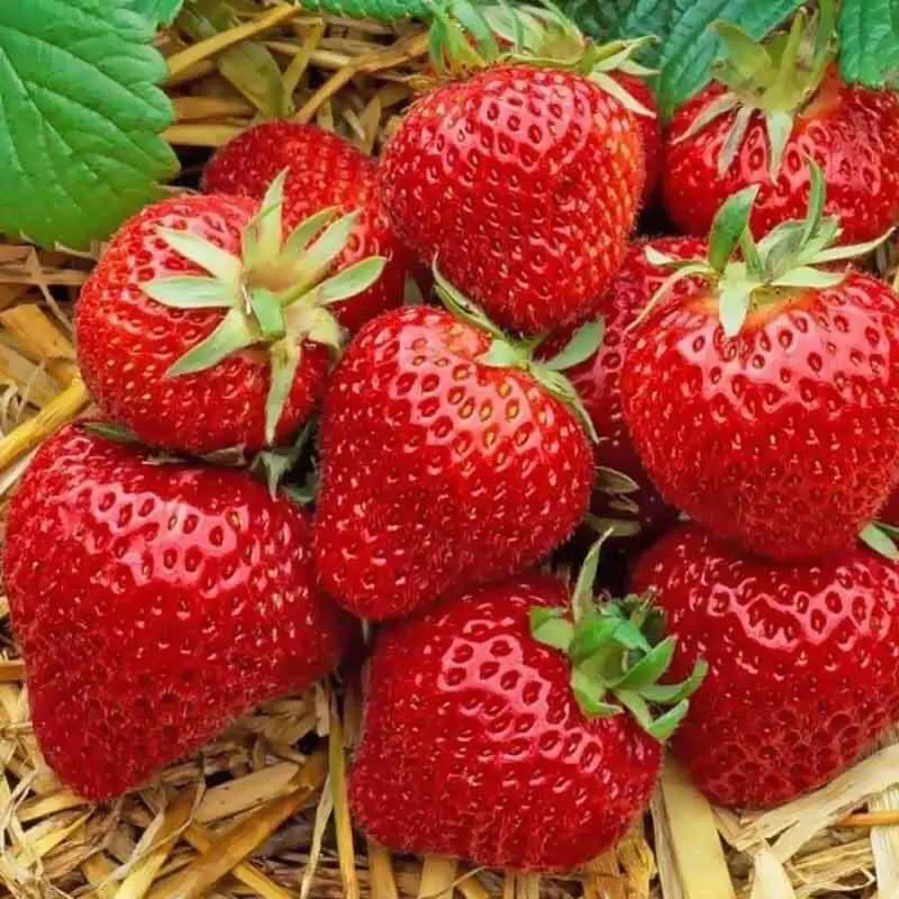 Земляника садовая Эльсанта PLANTMARKET STLM-2071329