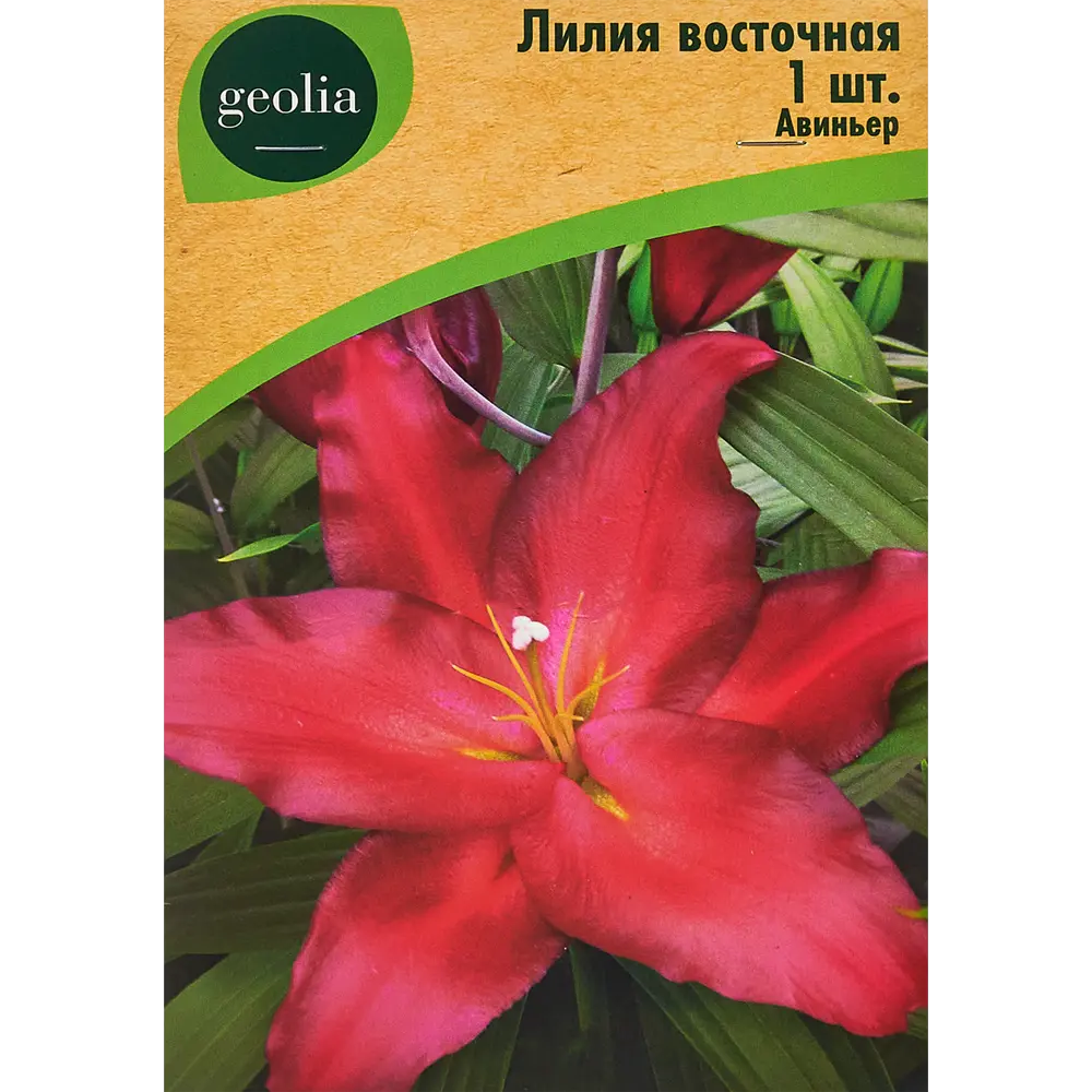 Лилия Geolia восточная Авиньер STLM-2069503