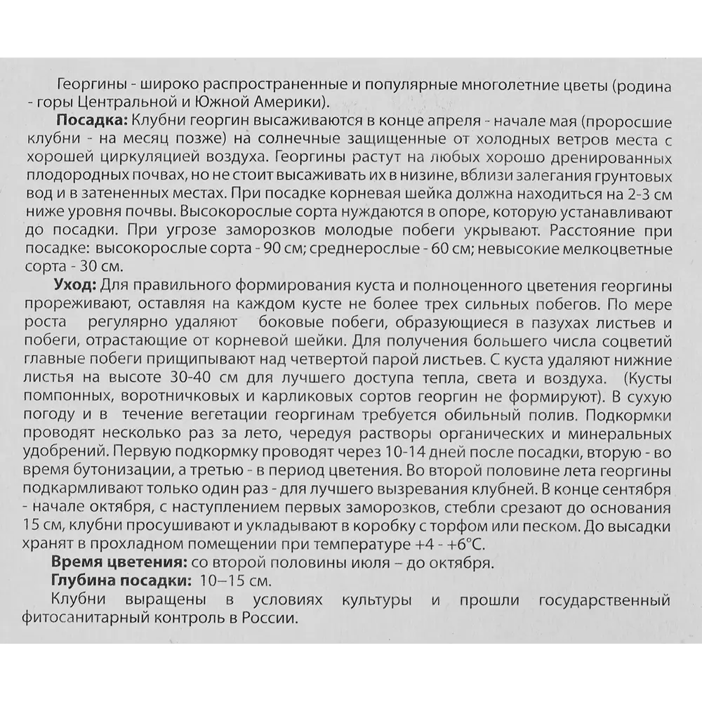 Георгина декоративная Санмастер 1 шт BLOOMING LIFE STLM-2132213 - Вид №2