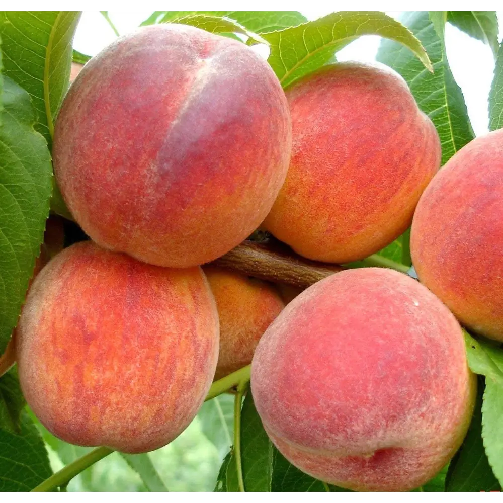 Персик Вайн Голд пакет 89465384 STLM-2114164 PLANTMARKET 