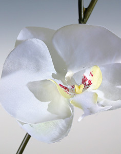 2818 777 a3 Искусственная орхидея Phalaenopsis (2 метелки), 150 см, белая H-andreas