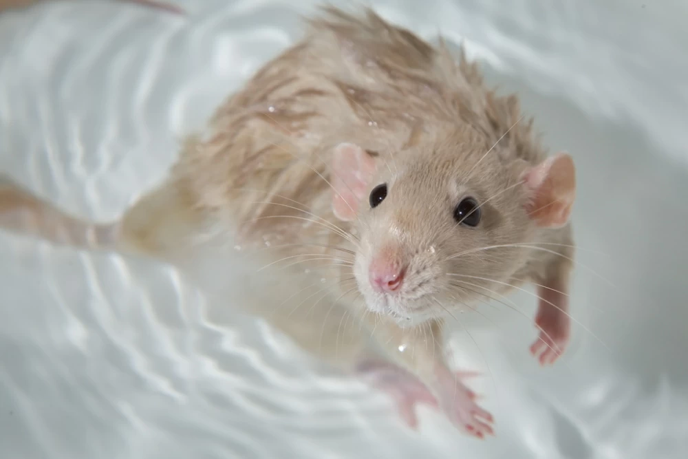 Крысы и мыши в частном доме: как от них избавиться?