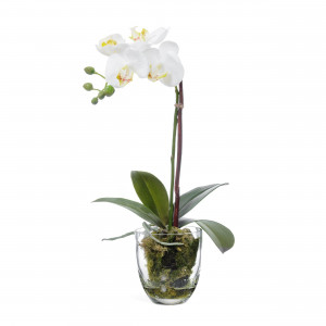 2000983204899 Орхидея Фаленопсис белая COSMO RED