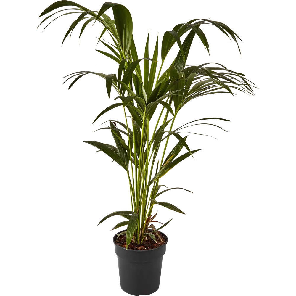 Santreyd Дипсис Декари - пальма с треугольной кроной для интерьера 87819621 STLM-0075866 - Вид №1