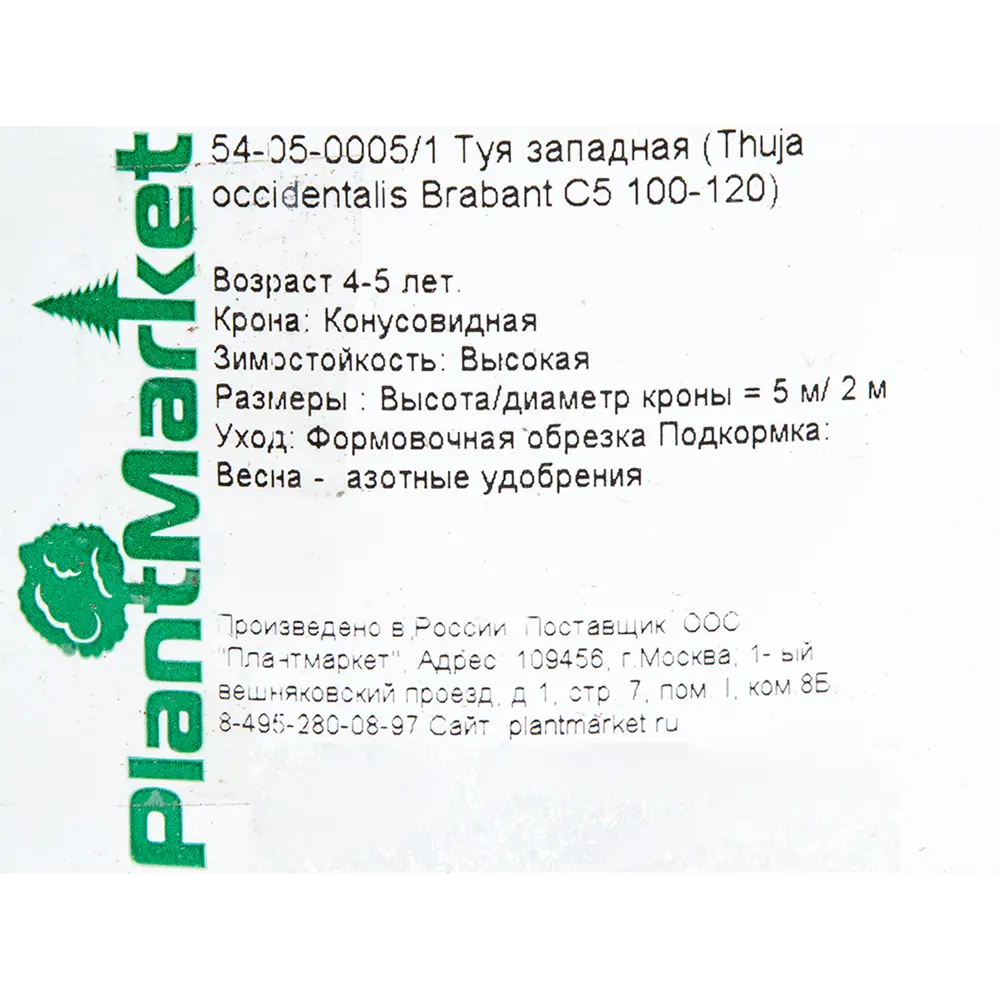 Туя западная «Брабант» С5 100-120 см, цвет зелёный PLANTMARKET STLM-2103913 - Вид №1