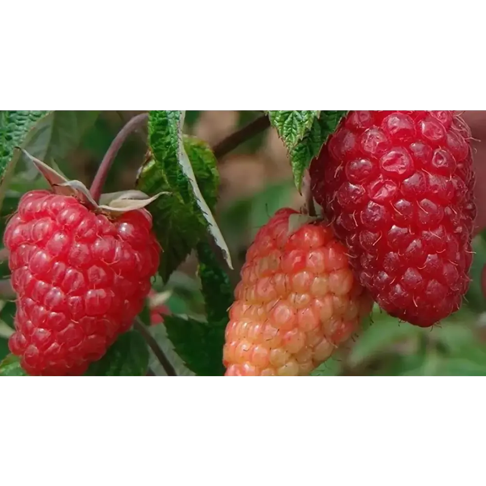 Малина «Атлант» C2 высота 60-80 см ВСЕ В САД STLM-2077913