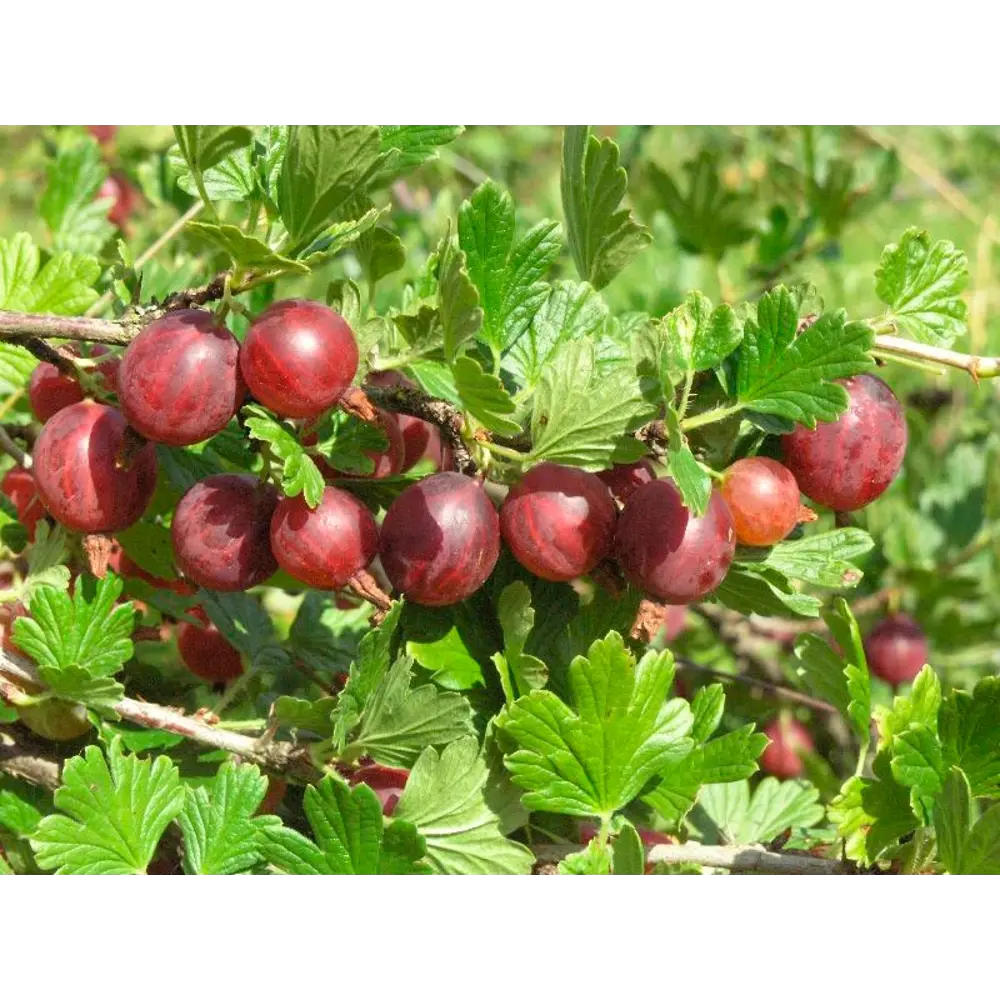 Крыжовник обыкновенный Садко ø15 h45 см PLANTMARKET STLM-2006756