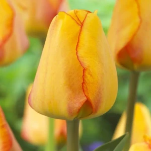 Тюльпан Blushing Apeldoorn GEOLIA 11/12 18659006 STLM-2111643