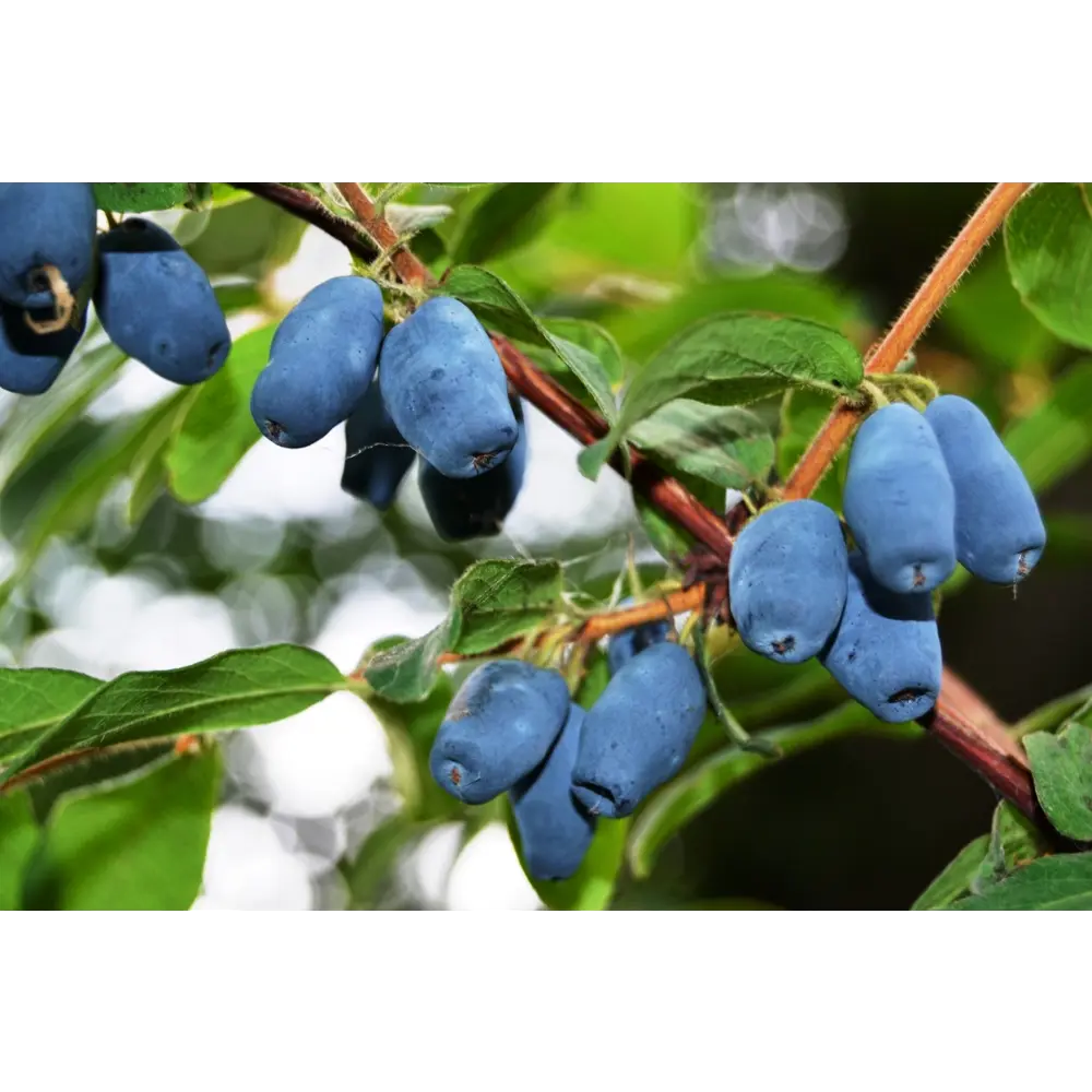 Жимолость «Восторг» C3 высота 50-70 см ВСЕ В САД STLM-2050820