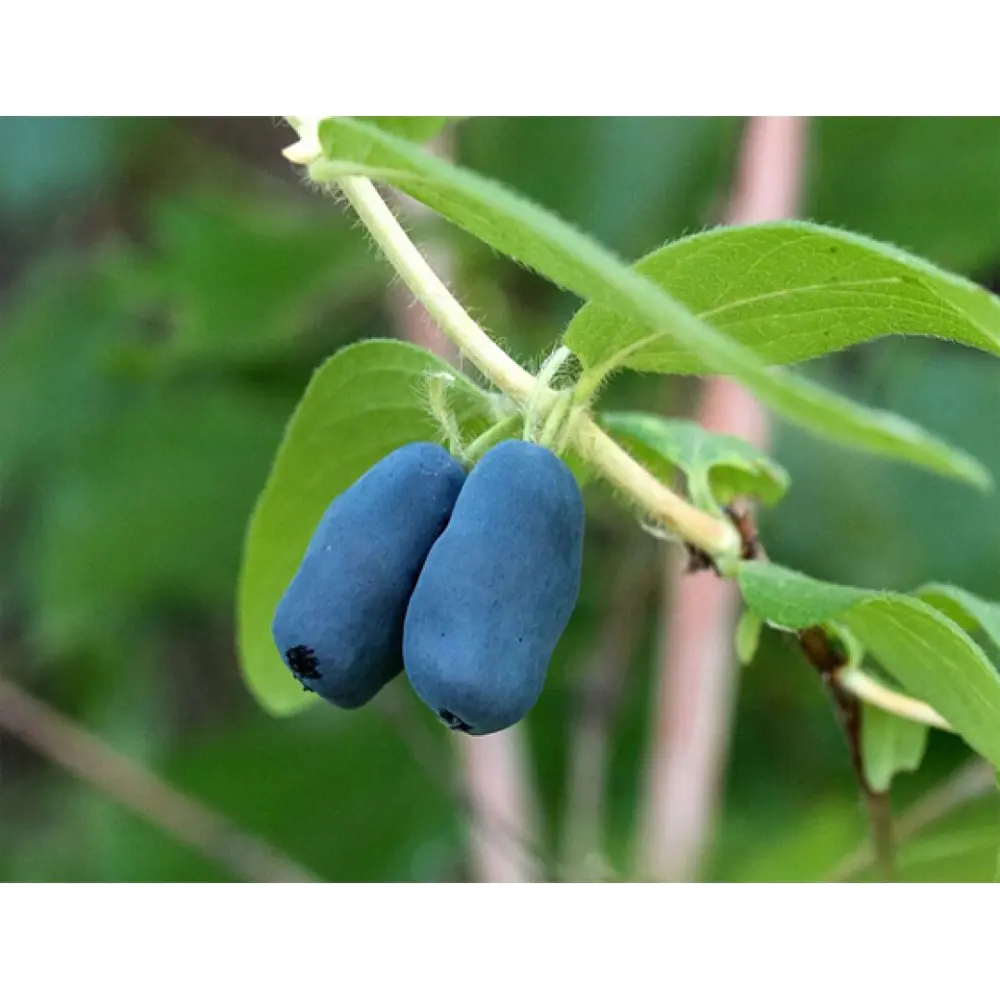 Жимолость «Синяя птица» C3 высота 50-70 см ВСЕ В САД STLM-2014324