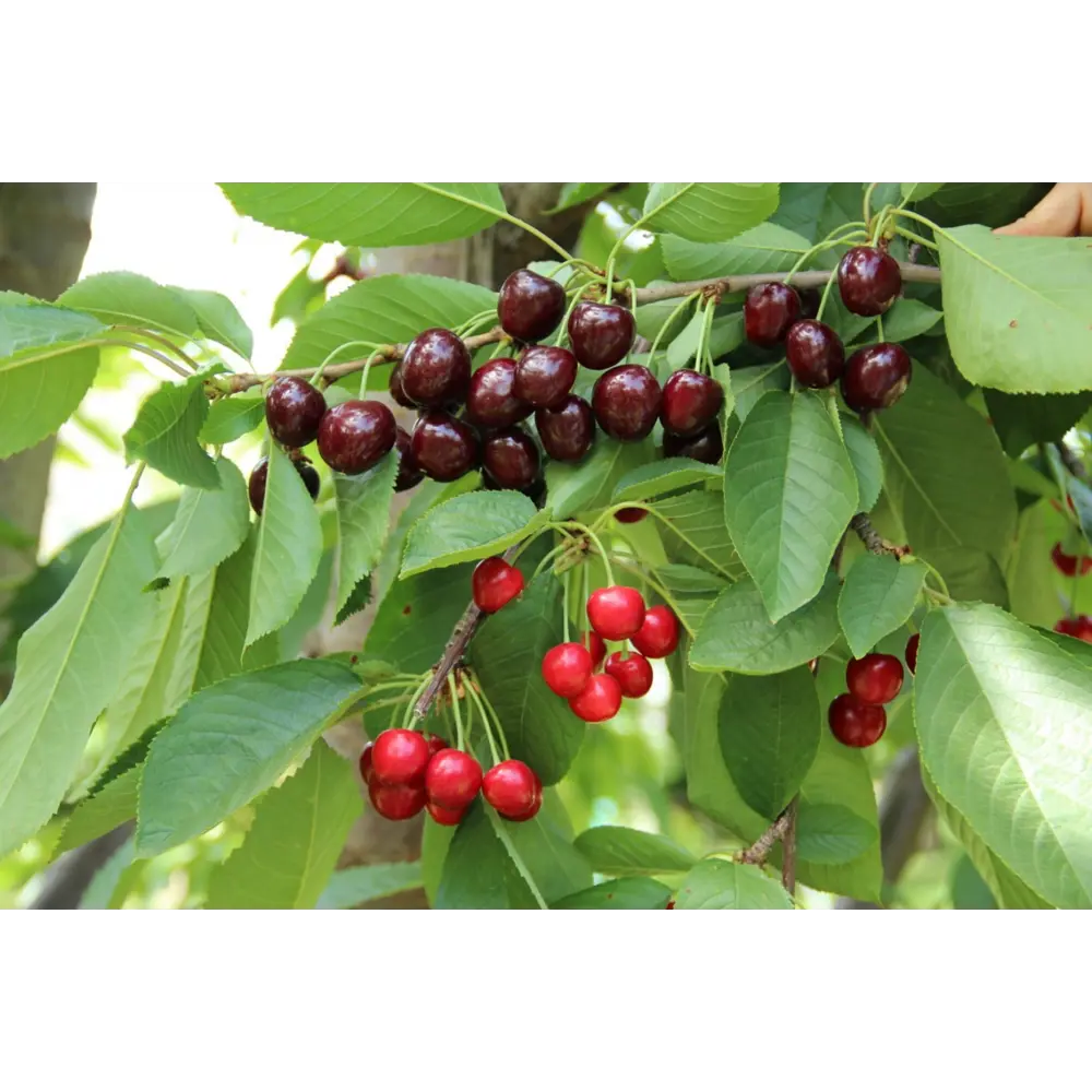 Santreyd Вишневое дерево-сад микс - многосортовой саженец с разными плодами 85325502 STLM-0061599