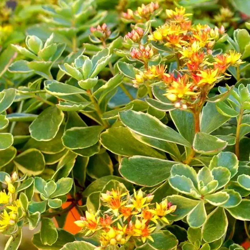 Очиток цветоносный ø9 h20 см PLANTMARKET STLM-2087641
