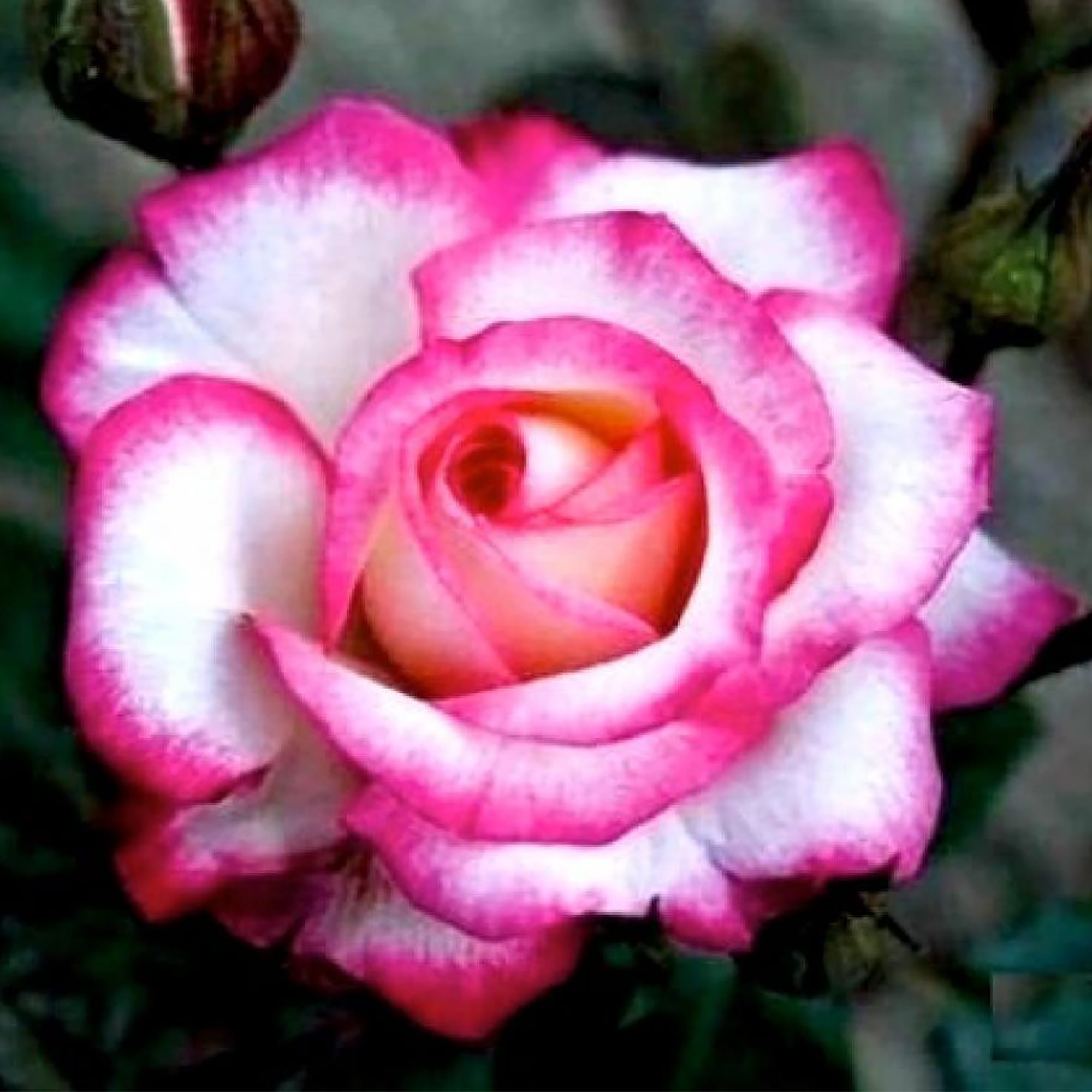 18475098 Роза чайно-гибридная «Рина Херхолдт», 3.5 л Santreyd 