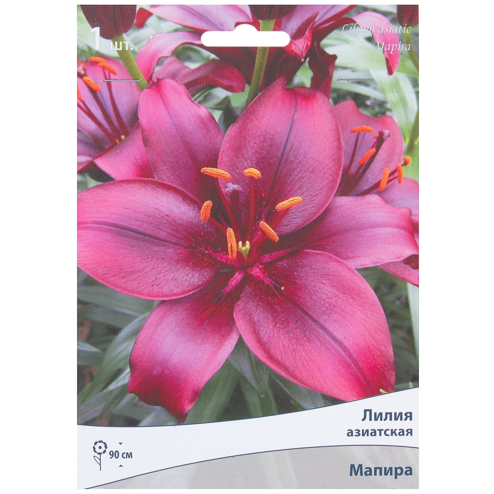 81945460 Лилия азиатская «Мапира» Santreyd 