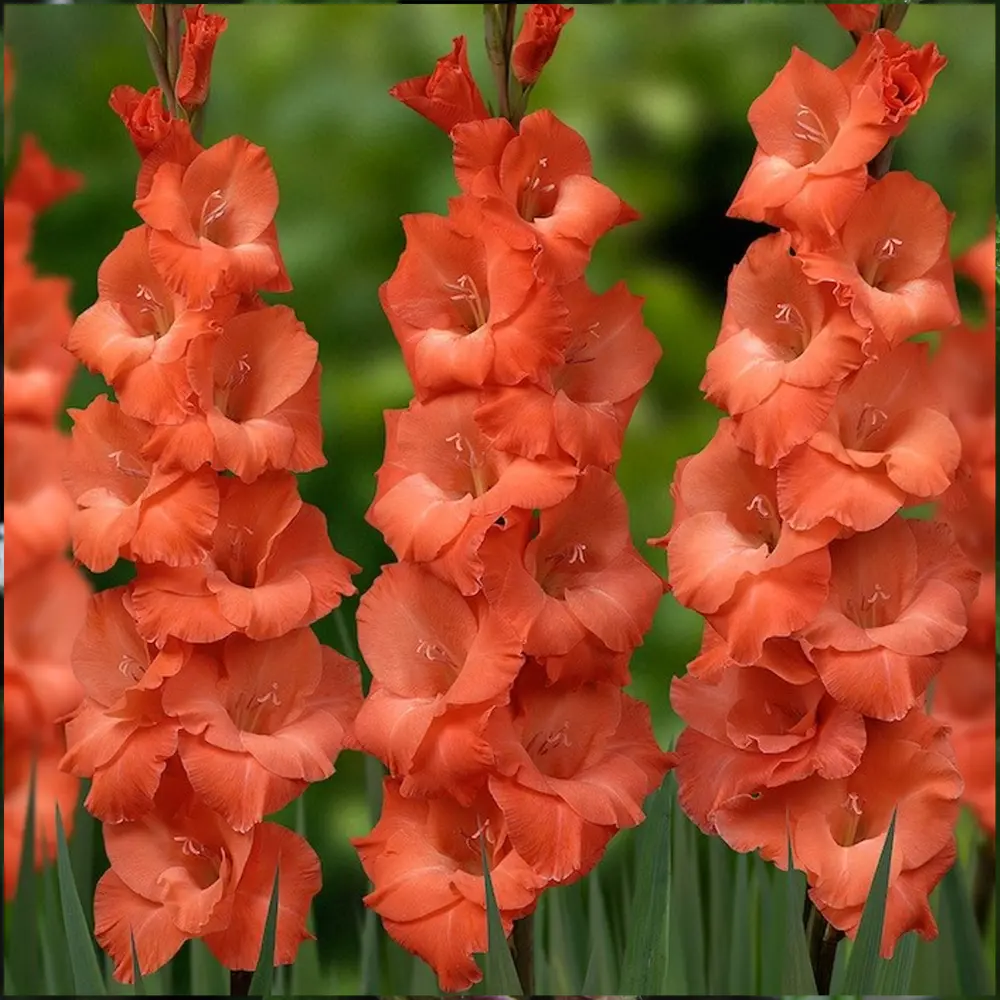 Гладиолус «Orange», 8х10 см GEOLIA STLM-2065854