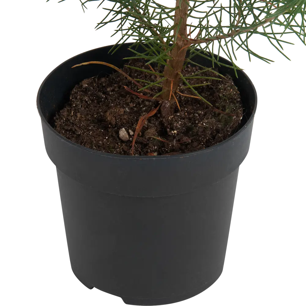 Сосна итальянская Сильверкрест 10x35 см Santreyd STLM-2106423 - Вид №2