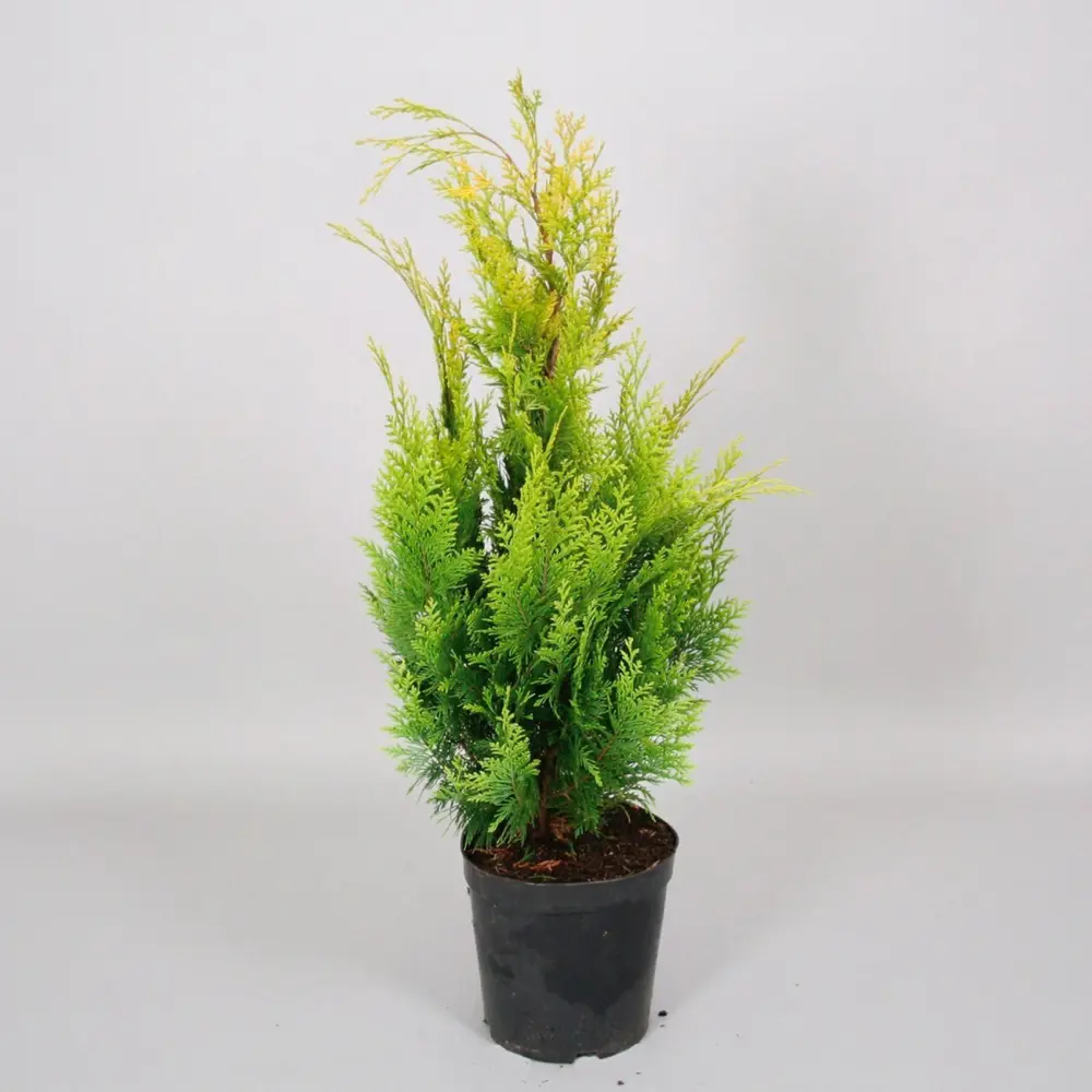 Кипарисовик Лавсона Ивонне ø11 h20 - 22 см PLANTMARKET STLM-2148722