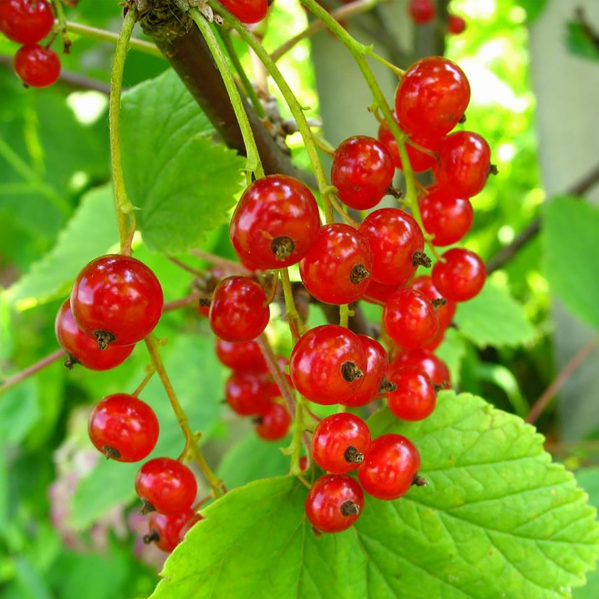 Саженец красной смородины Santreyd - среднепоздний сорт с ароматными ягодами 17897416 STLM-0008952 - Вид №4